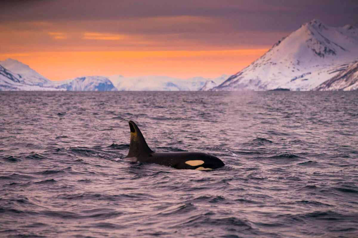 Whales, Sauna & Northern Lights Sailing Adventure